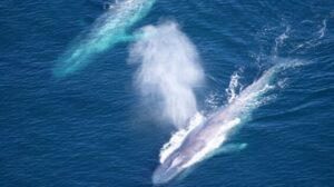 La OMI ayuda a ampliar las áreas de protección de ballenas en el canal de Santa Bárbara